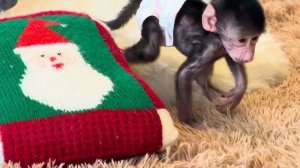 Беру ли я Николь на руки и как мы воспитываем наших обезьянок❤️