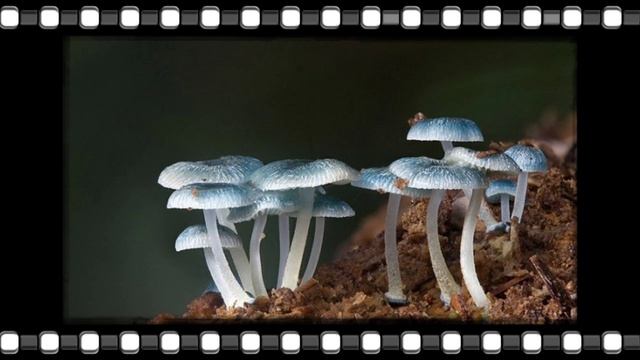 Красивые ГРИБЫ !