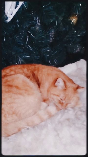 Кот смотреть онлайн