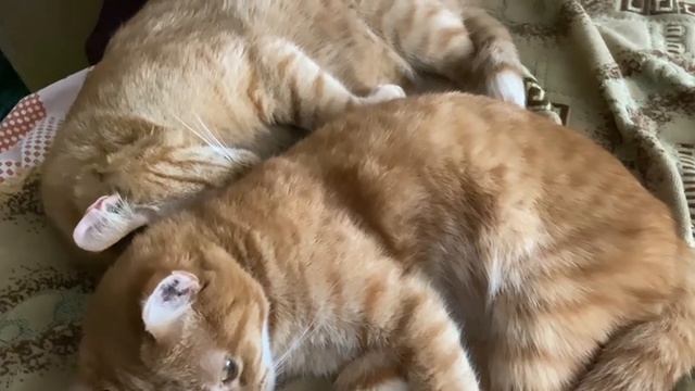 Мои рыжики спят)))