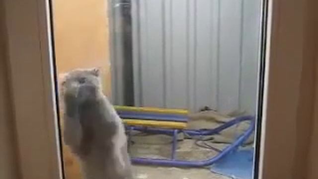 Чистоплотный котик смотреть онлайн