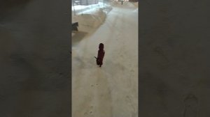 Такса и снег ❄