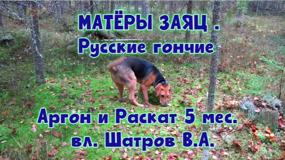МАТЁРЫ ЗАЯЦ .Русские гончие Аргон и Раскат 5 мес. вл. Шатров В.А.#охотасгончей#собака #топ #hunting