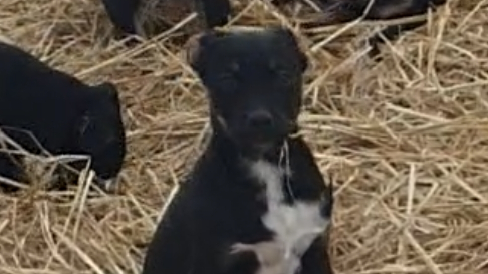 Никто не принимает новичков смотреть онлайн