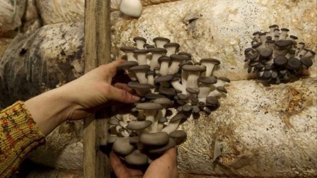 Вешенки, из Белоруссии и фламмулина, зимний гриб !