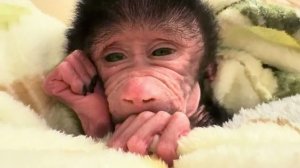 Кот Басик согрел Николь, мы ее накормили и малышка должна поспать после таких стрессов❤️