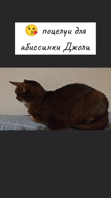 Самая бескорыстная любовь - это к детям и питомцам. Нам с Джоли друг от друга ничего не надо! Ну п