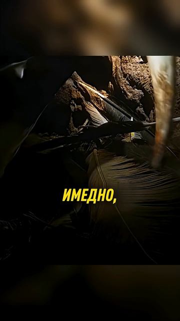 Птица которая сама себя замуровывает 😱