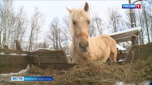 ГТРК СЛАВИЯ Вести Великий Новгород 09.01.26