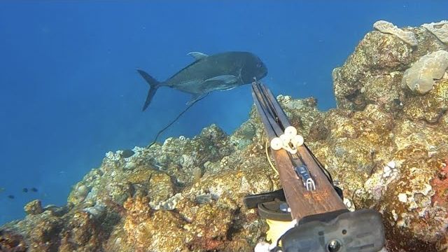 Подводная охота / Рыба-тревалли, лангуст, вкусная рыба и моллюски смотреть онлайн