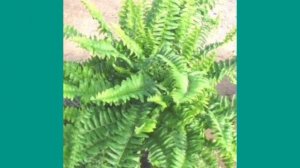 В чём польза папоротника?