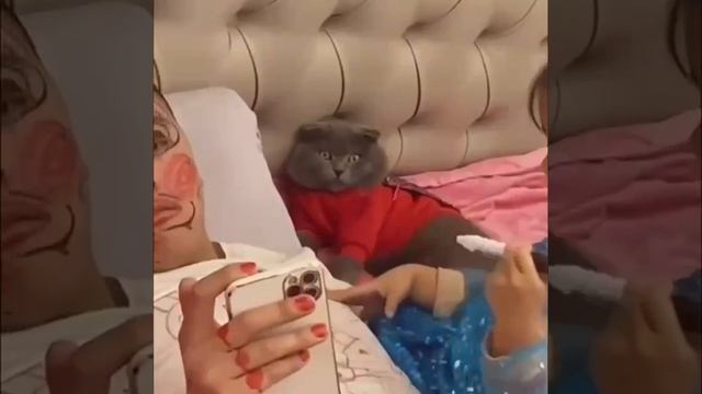 Кот, ты следующий