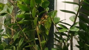 Рождество Христово