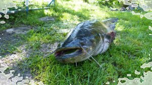 Нахлебники 2