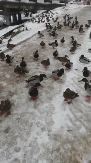 КОРМЛЮ ДИКИХ УТОК,А ОНИ ДЕРУТСЯ! ОДИН УЖЕ РАНЕНЫЙ. ЖАЛКО