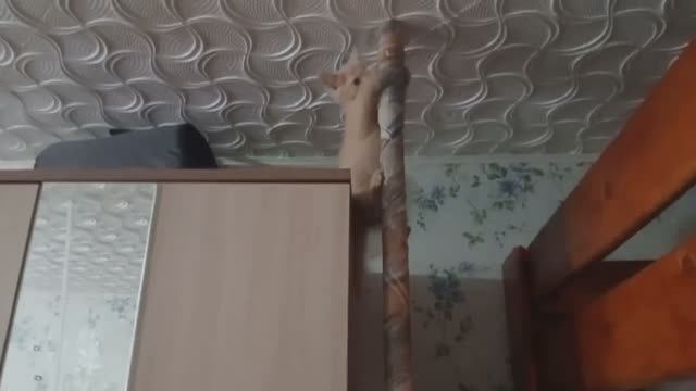 Кошачье дерево своими руками