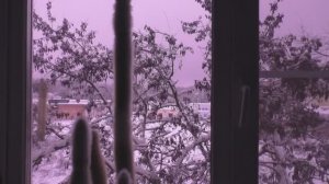 Сиреневый свет.