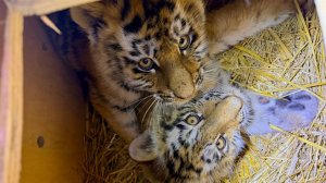 Оставшихся без матери тигрят спасли в Приморье: кадры