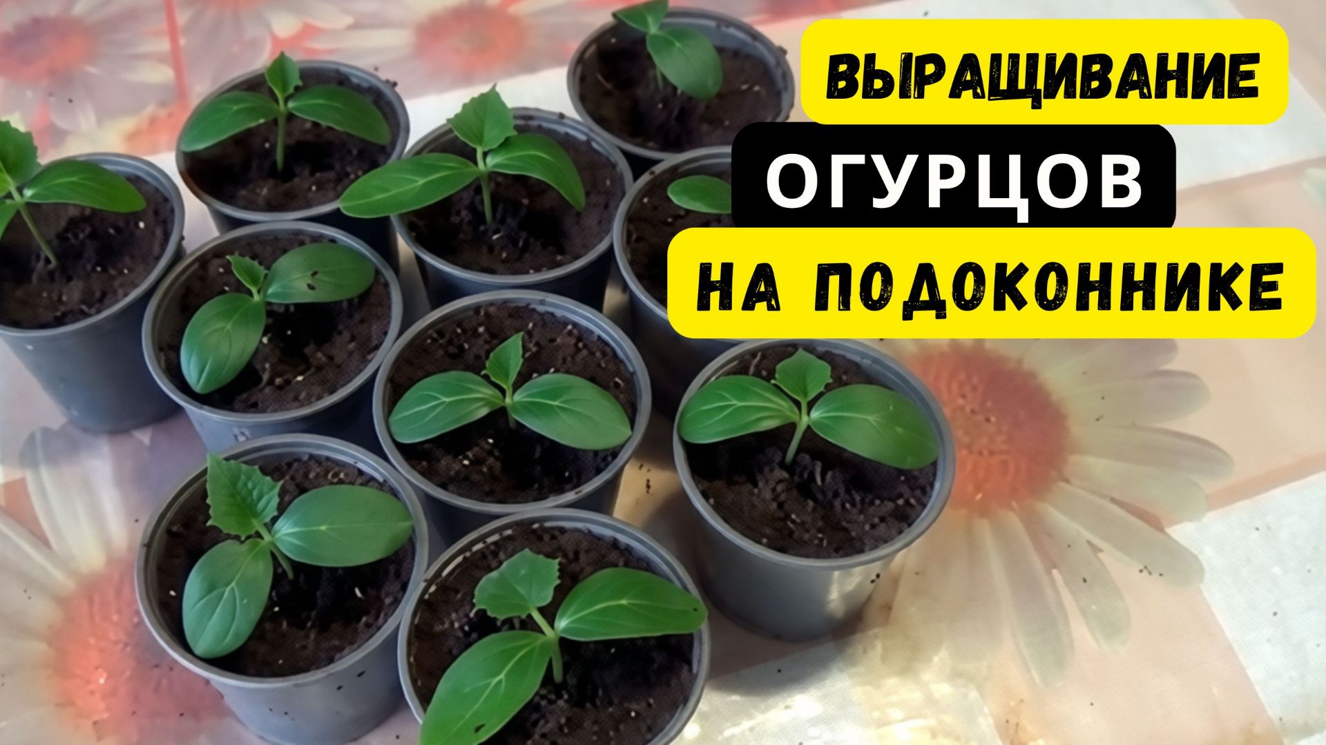 ВЫРАЩИВАНИЕ ОГУРЦОВ НА ПОДОКОННИКЕ. КАЧЕСТВЕННАЯ РАССАДА.ШАГ 2.