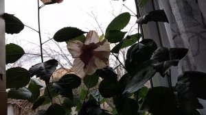 Зацвёл розовый гибискус.