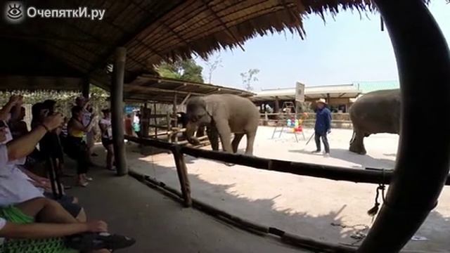 Танец слона циркача смотреть онлайн