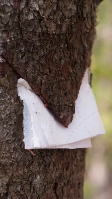 Чудесное природное средство для разведения костра