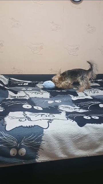 ёрк играет с игрушкой