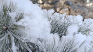 Первая неделя января. Саяногорск Хакасия