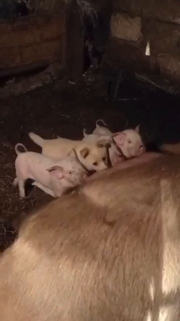 когда в компании появился чужак