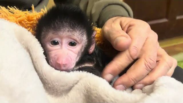 Накормить вместе гамадрила,капуцина, какаду и двух котов сложно, но папе Владу это удается😂 смотреть онлайн