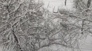 Метель в Москве. Сильный снегопад в Москве. Снегопад. Снег. Непогода. Циклон Фрэнсис. 9 января 2026