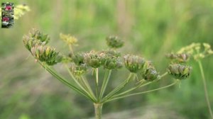 Вопросы Даринки Иисусу и Ответы . Сон, разговор