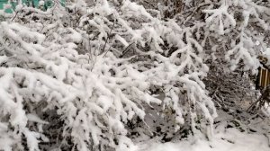 Зимняя прогулка