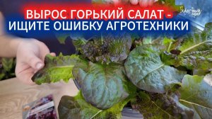 КАК САЛАТ ЛИСТОВОЙ В ГОРШОЧКЕ ВЫРАСТИТЬ БЕЗ ГОРЕЧИ.