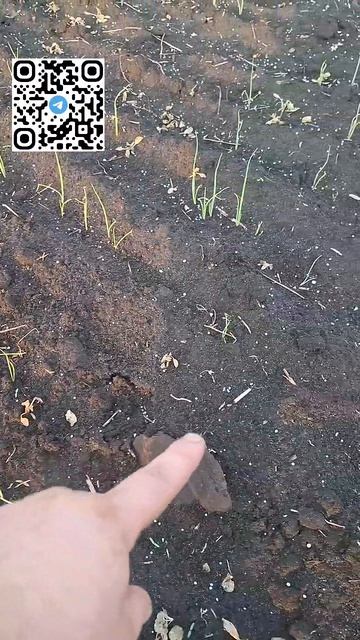 Лук гербицидные обработки. Челлендж, Стомп,  Акзифор