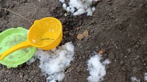 Мои тюльпанчики Смех и Грех