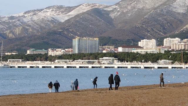 Чайки на Чёрном море -  январь 2026 год Геленджик , набережная