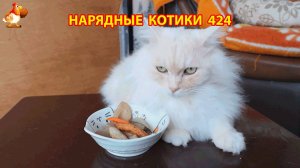 Нарядные Котики расслабляются на солнышке 🌞 🐈🐈🐈 (424)
