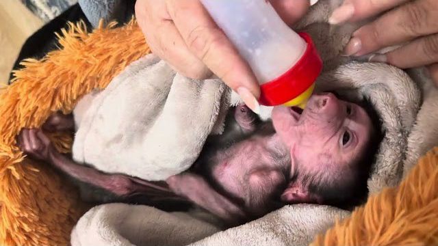 Наконец-то нам удалось НАКОРМИТЬ и НАКОРМИТЬ маленькую Николь, завтра будем снова пробовать! смотреть онлайн