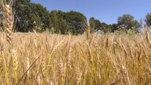 КУСОЧЕК ЛЕТА