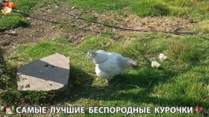 Цыплята и Курочки селяночки лучшие беспородные несушки 🥚 (417)