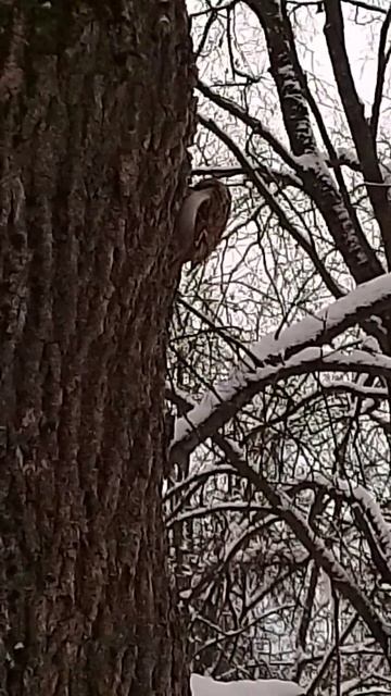 птица Пищуха, наблюдение птиц зимой, Великий Новгород, 09-01-2026 смотреть онлайн