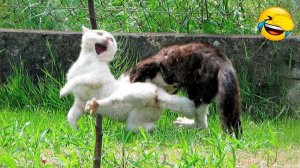 ПРИКОЛЫ С ЖИВОТНЫМИ😺🐶 | СМЕШНЫЕ КОТЫ и СОБАКИ😂