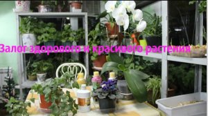 Секрет январского ухода. Подходит для орхидей, фиалок и других комнатных растений.