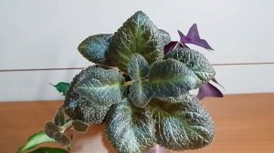 Домашние цветочки🌸#домашниецветочки