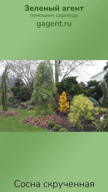 Сосна скрученная — Зеленый Агент