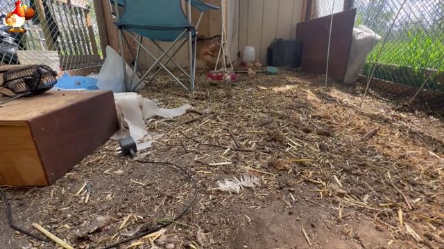 Любовь птицевода к Курочкам 🐥🐔🥚 Нежное видео 🐓 Версия (108)