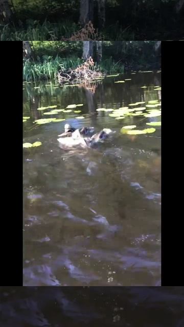 Ленобласть. 26.07.2024. Часть 108. Утята_ На завтрак успеть первым