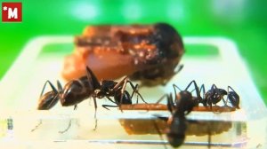 Кто такой муравей древоточец  Camponotus vagus.