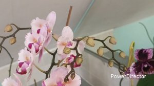 Обзор цветения орхидей в январе 2026 г.